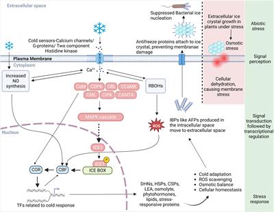 Coping with the cold: unveiling cryoprotectants, molecular signaling pathways, and strategies for cold stress resilience